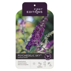 Sommerfuglebusk 'Phycedelic Sky' Buddleja Davidii 'Phycedelic Sky' Potte 3,5 Liter,- 30-50 Cm. -Osmome Butik p35765 38475 image 54ac