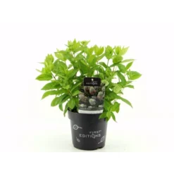 Syrén-Hortensia 'Tickled Pink' Hydrangea Paniculata 'Tickled Pink' 3,5 Liter Potte