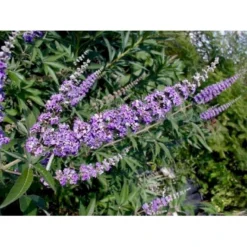 Vitex Agnus-Castus 'Delta Blues' Vitex Agnus-cactus 'Delta Blues' Potte 3,5 Liter,- 30-50 Cm. 5 Vitex Agnus-Castus 'Delta Blues' Vitex Agnus-cactus 'Delta Blues' Potte 3,5 Liter,- 30-50 Cm. -Osmome Butik p35772 49093 vitex agnus cactus delta blues c7c5