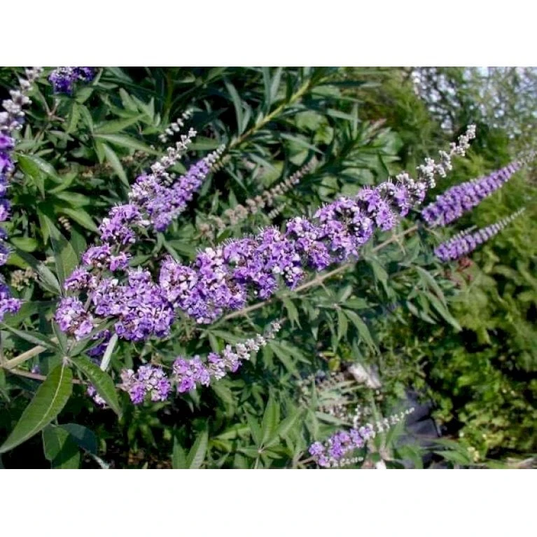 Vitex Agnus-Castus 'Delta Blues' Vitex Agnus-cactus 'Delta Blues' Potte 3,5 Liter,- 30-50 Cm. 3 Vitex Agnus-Castus 'Delta Blues' Vitex Agnus-cactus 'Delta Blues' Potte 3,5 Liter,- 30-50 Cm. - Billede 3