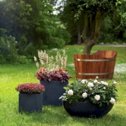 Crassula 'Alpha' (Tykblad) Crassula Schmidtii 'Alpha' 10,5 Cm Potte