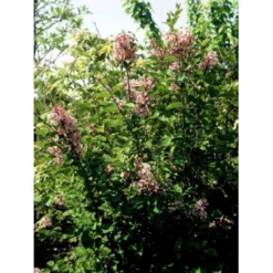 Dværgsyren 'José' Syringa Mikrophylla 'José' Potte 3,5 Liter 40-50 Cm.