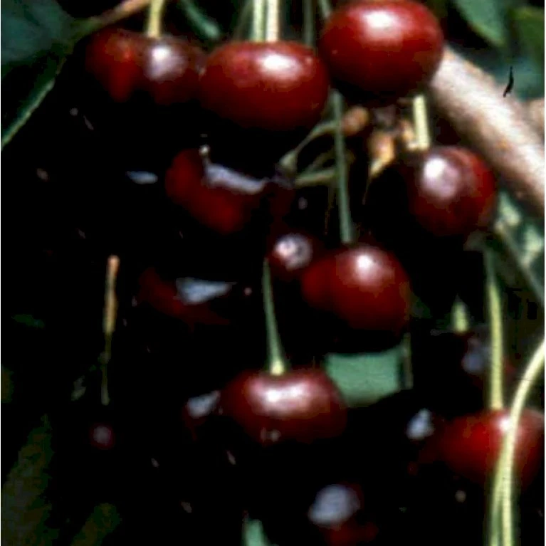 Sød Kirsebær 'Black Star' Selvbestøvende Prunus X 'Black Star' Selvbestøvende Træ Med Sidegrene,- Stammeomkreds 8-10 Cm. Med Klump 1 Sød Kirsebær 'Black Star' Selvbestøvende Prunus X 'Black Star' Selvbestøvende Træ Med Sidegrene,- Stammeomkreds 8-10 Cm. Med Klump