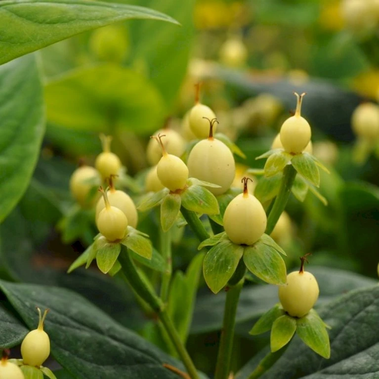 Perikon 'Miracle Spirit' Hypericum 'Miracle Spirit' 3,5 Liter Potte 1 Perikon 'Miracle Spirit' Hypericum 'Miracle Spirit' 3,5 Liter Potte
