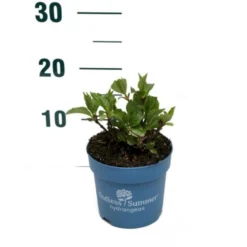 Hortensia Endless Summer Summer Love Red Hydrangea Endless Summer Summer Love Red Potte 2,0 Liter,- 10-20 Cm.