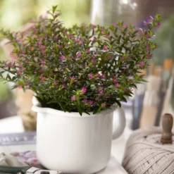 Japansk Myrte -Rosa- Cuphea Hyssopifolia -Rosa- 10 Cm. Potte