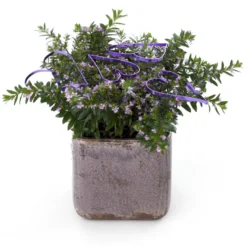 Japansk Myrte -Rosa- Cuphea Hyssopifolia -Rosa- 10 Cm. Potte -Osmome Butik p37348 47293 cuphea hyssopifolia rosa 6a26