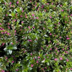 Japansk Myrte -Rosa- Cuphea Hyssopifolia -Rosa- 10 Cm. Potte -Osmome Butik p37348 47445 cuphea hyssopifolia rosa 8f06