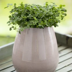 Osmo Kløver 'Jessica' Trifolium Repens 'Jessica' 11 Cm. Potte