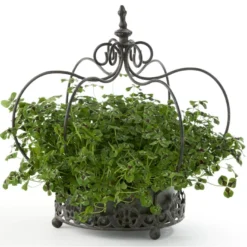 Osmo Kløver 'Jessica' Trifolium Repens 'Jessica' 11 Cm. Potte -Osmome Butik p37351 47297 trifolium repens jessica b3b4