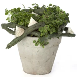 Osmo Kløver 'Jessica' Trifolium Repens 'Jessica' 11 Cm. Potte -Osmome Butik p37351 47298 trifolium repens jessica 7c1c