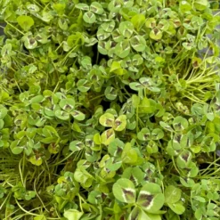 Osmo Kløver 'Jessica' Trifolium Repens 'Jessica' 11 Cm. Potte -Osmome Butik p37351 47728 trifolium repens jessica 6ad3