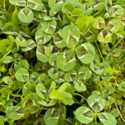 Osmo Kløver 'Jessica' Trifolium Repens 'Jessica' 11 Cm. Potte -Osmome Butik p37351 47729 trifolium repens jessica 82b3