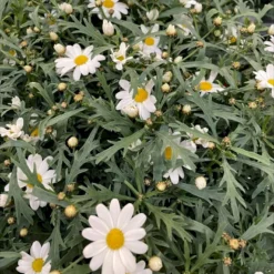 Margerit 'Dana' Chrysantemum Frutescens 'Dana' 11 Cm. Potte
