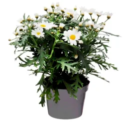 Margerit 'Dana' Chrysantemum Frutescens 'Dana' 11 Cm. Potte -Osmome Butik p37373 47769 chrysantemum frutescens dana f6f2