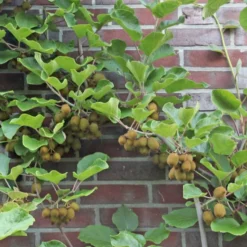 Kiwi 'Hayward' Actinidia Chinensis 'Hayward' (Hunplante) Potte 2,0 Liter,- Opbundet 60-100 Cm -Osmome Butik p37438 50526 actinidia chinensis hayward hunplante 33f6
