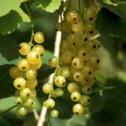 Ribs 'Werdavia' Ribes Sativa 'Werdavia' Potte 3,0 Liter,- Opbundet