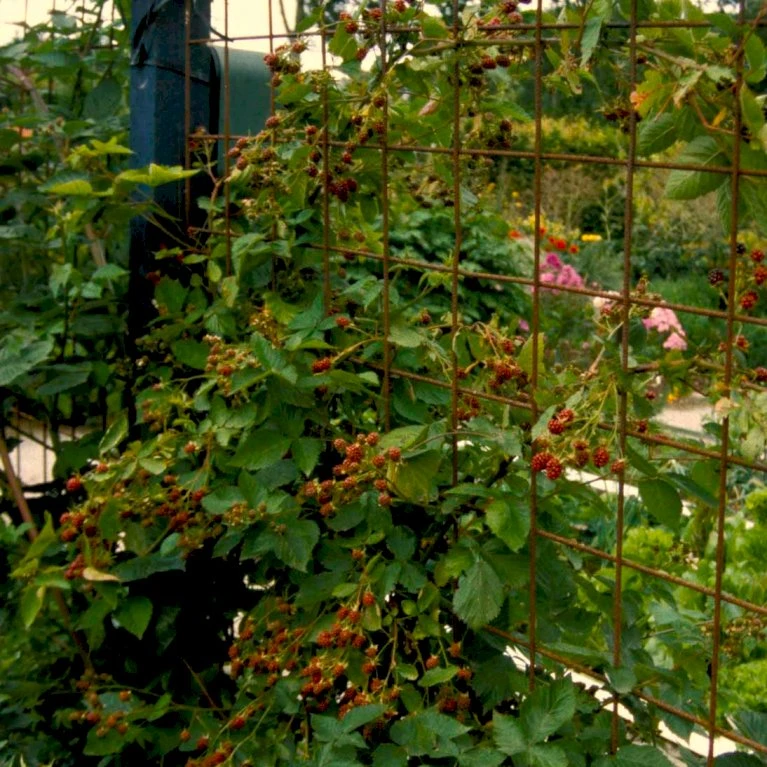 Brombær 'Chester Thornless' Rubus Fruticosus 'Chester Thornless' Potte 2,0 Liter,- Opbundet 1 Brombær 'Chester Thornless' Rubus Fruticosus 'Chester Thornless' Potte 2,0 Liter,- Opbundet