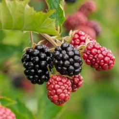 Brombær 'Chester Thornless' Rubus Fruticosus 'Chester Thornless' Potte 2,0 Liter,- Opbundet 5 Brombær 'Chester Thornless' Rubus Fruticosus 'Chester Thornless' Potte 2,0 Liter,- Opbundet -Osmome Butik p37467 50648 rubus fruticosus chester thornless eb08