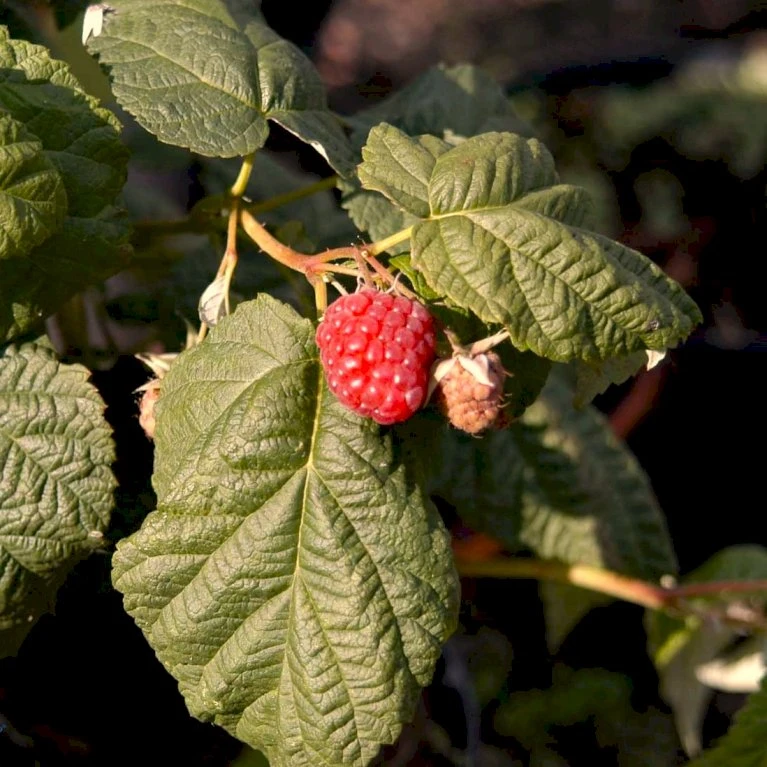 Efterårs Hindbær 'Boheme' Rubus Idaeus 'Boheme' Potte 2,0 Liter,- Opbundet 1 Efterårs Hindbær 'Boheme' Rubus Idaeus 'Boheme' Potte 2,0 Liter,- Opbundet