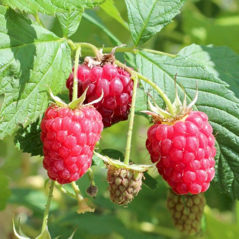 Efterårs Hindbær 'Boheme' Rubus Idaeus 'Boheme' Potte 2,0 Liter,- Opbundet 2 Efterårs Hindbær 'Boheme' Rubus Idaeus 'Boheme' Potte 2,0 Liter,- Opbundet - Billede 2