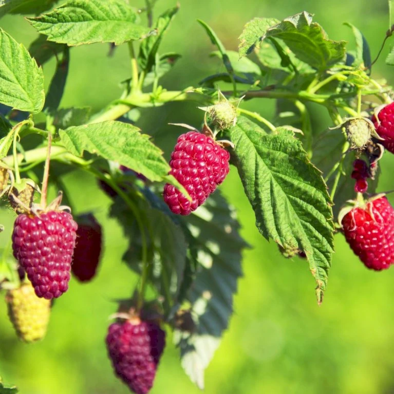 Sommer Hindbær 'Tulameen' Rubus Idaeus 'Tulameen' Potte 2,0 Liter,- Opbundet 1 Sommer Hindbær 'Tulameen' Rubus Idaeus 'Tulameen' Potte 2,0 Liter,- Opbundet