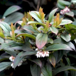 Osmome Butik -Osmome Butik p37477 48904 vaccinium macrocarpon cranberry ed10