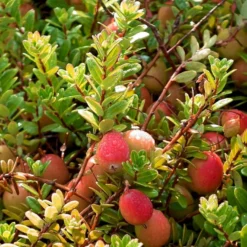 Storfrugtet Tranebær 'Cranberry' Vaccinium Macrocarpon 'Cranberry' Potte 2,0 Liter,- Opbundet -Osmome Butik p37477 50739 vaccinium macrocarpon cranberry 72c5