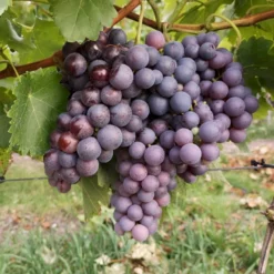 Vin 'Erdbeertraube' Vitis Vinifera 'Erdbeertraube' Potte 3,0 Liter,- Opbundet 80-100 Cm.
