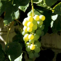 Vin 'Millenium' Vitis Vinifera 'Millenium' Potte 3,0 Liter,- Opbundet 80-100 Cm.