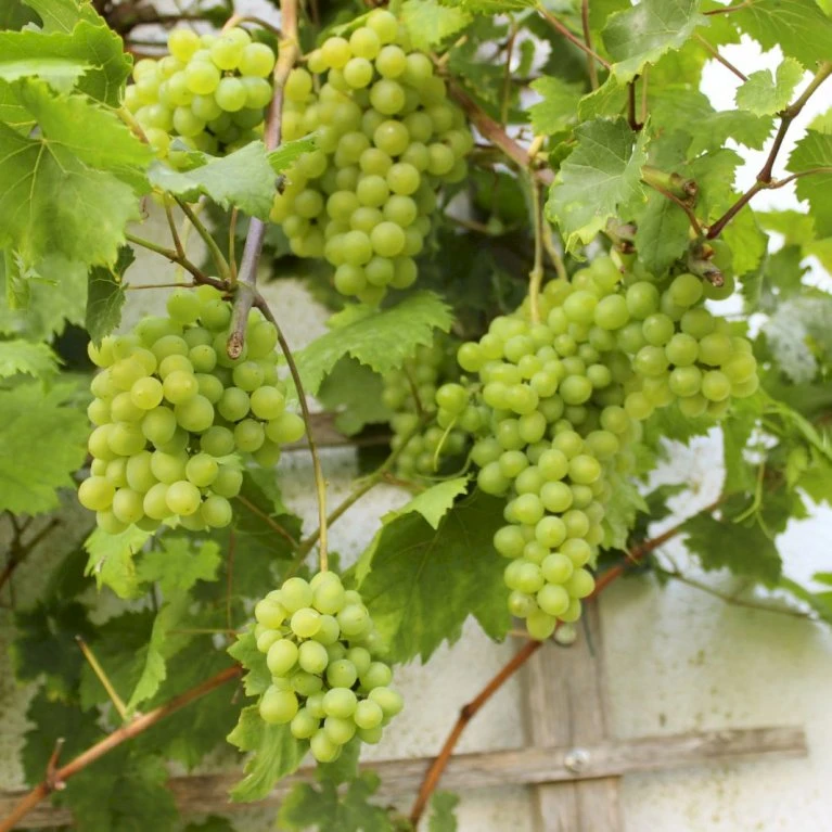 Vin 'Romulus' Vitis Vinifera 'Romulus' Potte 3,0 Liter,- Opbundet 80-100 Cm. 1 Vin 'Romulus' Vitis Vinifera 'Romulus' Potte 3,0 Liter,- Opbundet 80-100 Cm.
