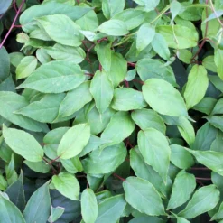Stikkelsbærkiwi 'Ken's Red' Actinidia Arguta 'Ken's Red' (Hanplante) Potte 2,0 Liter,- Opbundet 60-100 Cm