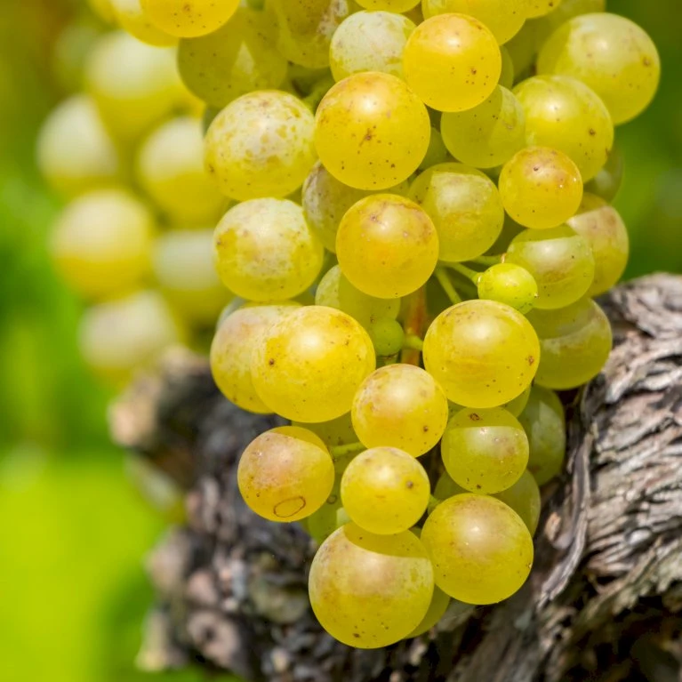 Vin 'Pusztatraube' Vitis Vinifera 'Pusztatraube' Potte 3,0 Liter,- Opbundet 80-100 Cm. 1 Vin 'Pusztatraube' Vitis Vinifera 'Pusztatraube' Potte 3,0 Liter,- Opbundet 80-100 Cm.