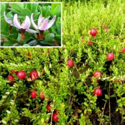 Vild Tranebær Vaccinium Oxycoccus 10 Cm. Potte