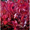 Glansmispel 'Red Robin' Photinia Fraseri 'Red Robin' Potte 2,0 Liter,- 30-40 Cm.