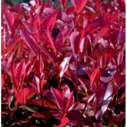 Glansmispel 'Red Robin' Photinia Fraseri 'Red Robin' Potte 2,0 Liter,- 30-40 Cm.