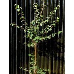 Æblekvæde 'Konstantinopel' Cydonia Oblonga 'Konstantinopel' Potte 7,5 Liter 125-150 Cm.