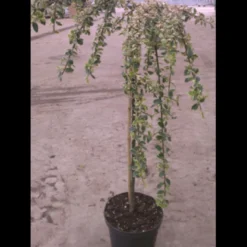 Dværgmispel 'Juliette' Cotoneaster Suecicus 'Juliette' Opstammet 40 Cm. Med Potte -Osmome Butik p3991 2959 cotoneaster suecicus juliette 7cc4