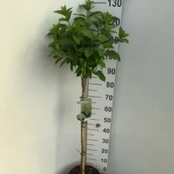 Syrén-Hortensia 'Limelight' Hydrangea Paniculata 'Limelight' Opstammet 90 Cm. 7,5 Liter Potte