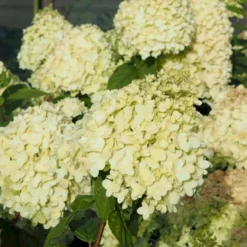 Syrén-Hortensia 'Limelight' Hydrangea Paniculata 'Limelight' Opstammet 90 Cm. 7,5 Liter Potte -Osmome Butik p4001 47361 hydrangea paniculata limelight e371