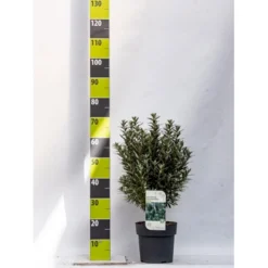 Havtorn 'Hikul' (han) Hippophae Rhamnoides 'Hikul' (han) Potte 4,0 Liter,- 50-60 Cm.