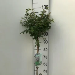 Fuji-kirsebær 'Kojou-no-mai' Prunus Incisa 'Kojou-no-mai' Opstammet 90 Cm. 7,5 Liter Potte