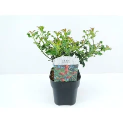 Almindelig Kristtorn 'Alaska' Ilex Aquifolium 'Alaska' Potte 2,0 Liter,- 25-30 Cm. -Osmome Butik p4291 33927 ilex aquifolium alaska eeaa