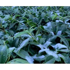 Krybende Kirsebærlaurbær Prunus Laurocerasus 'Mount Vernon' 5 Liter Potte 40-60 Cm