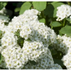 Birkebladet Spiræa 'Thor' Spiraea Betulifolia 'Thor' Potte 2,0 Liter,- 25-30 Cm. -Osmome Butik p4422 36735 spiraea betulifolia tor ba87
