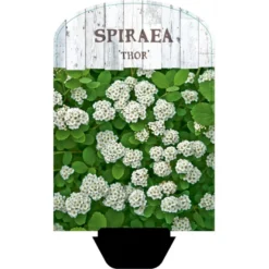 Birkebladet Spiræa 'Thor' Spiraea Betulifolia 'Thor' Potte 2,0 Liter,- 25-30 Cm.