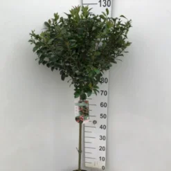 Kristtorn 'Blue Maid' Ilex Meserveae 'Blue Maid' Opstammet 90 Cm. 10 Liter Potte