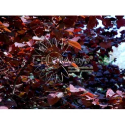 Rød Hassel 'Anny's Red Dwarf' Corylus Avellana 'anny'S Red Dwarf' Opstammet 60 Cm. 7,5 Liter Potte