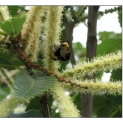 Ægte Kastanje 'Marigoule' Castanea Sativa 'Marigoule' Opbundet Til Ca. 150 Cm. Med Potte