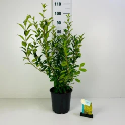 Forsytia 'Spectabilis' Forsythia Intermedia 'Spectabilis' Potte 6,5 Liter 60-80 Cm.